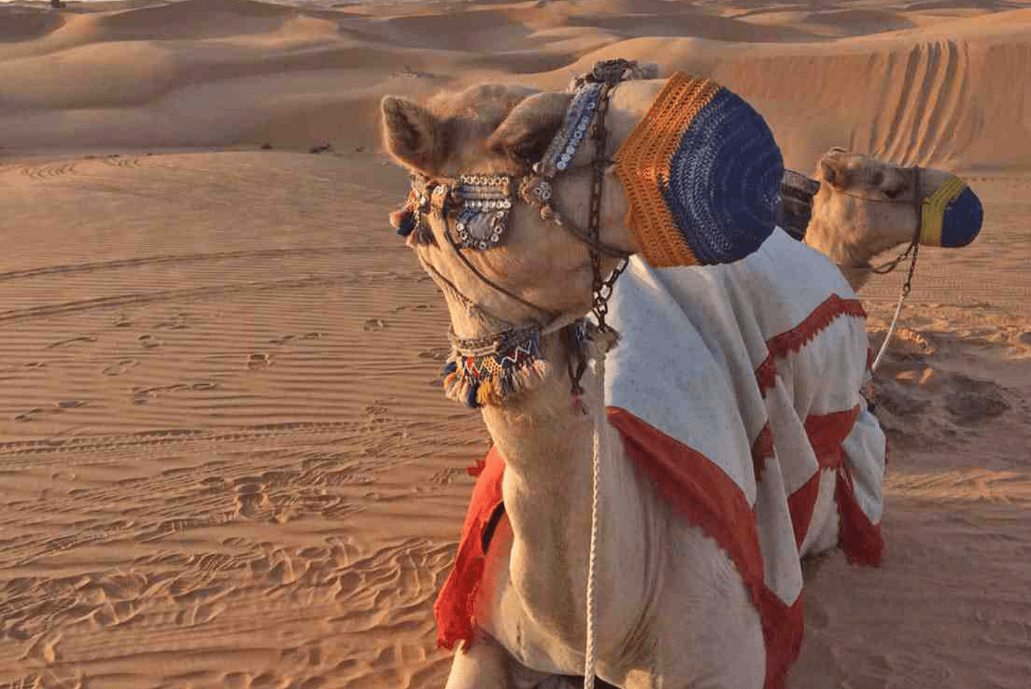 Abu Dhabi camel