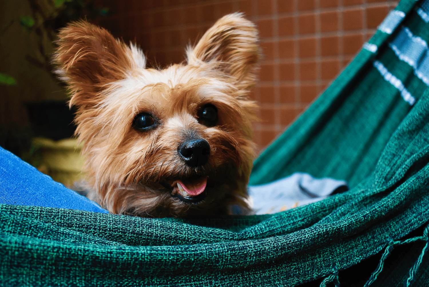 Yorkshire terrier